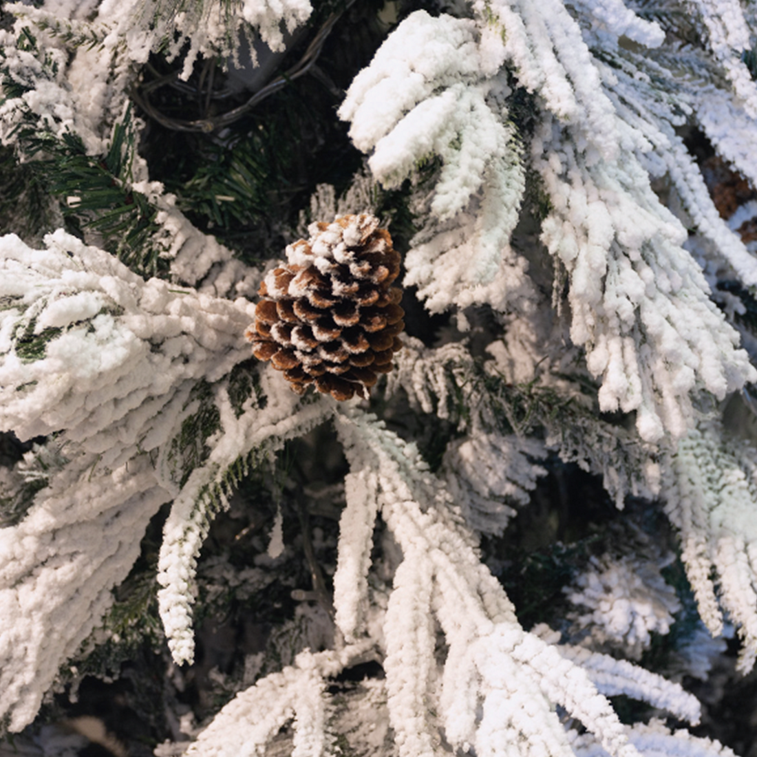 ARBOL BLANC NEVADO