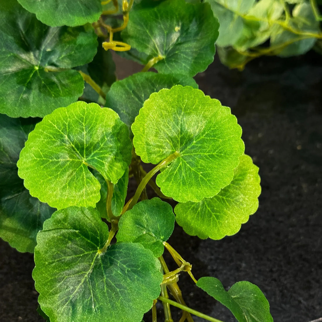 GUIA DE HOJA DE GERANIO VERDE