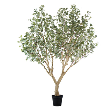 ARBOL EUCALIPTO A250